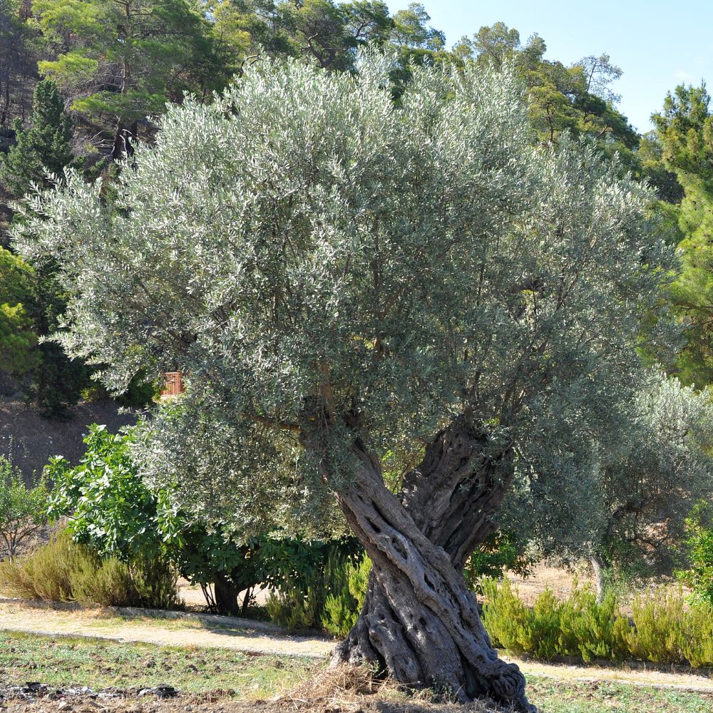 Maslin (Olea europaea): Tot ce trebuie sa stii despre ingrijirea lui