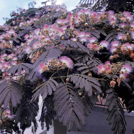 Arbore de matase Albizia: Cum sa ai un copac spectaculos