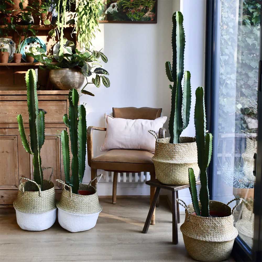 Cactusi – 10 motive sa ii adori in casa si gradina