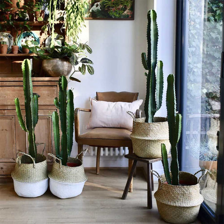 Cactusi – 10 motive sa ii adori in casa si gradina