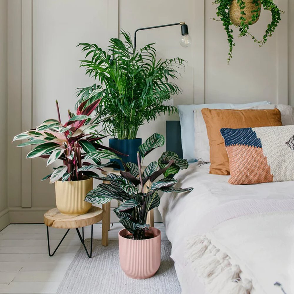 Cele mai bune plante de interior pentru living