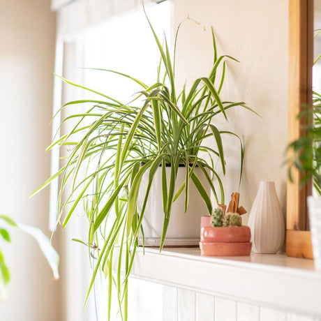 Cum sa ingrijesti Planta Paianjen | Sfaturi de ingrijire plante de apartament - VERDENA