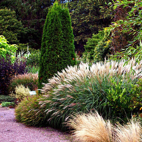 Miscanthus sinensis – Iarba elefantului, stuful chinezesc pentru o gradina de impact