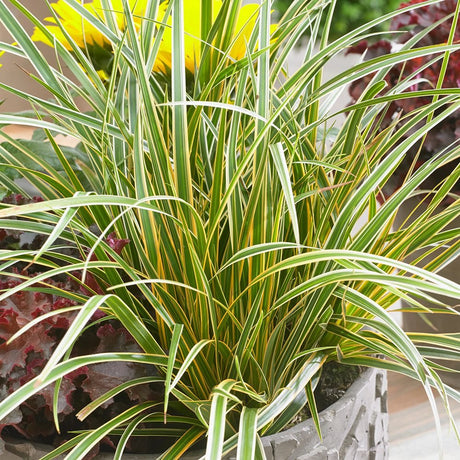 Iarba decorativa Carex – lista soiurilor care schimba orice gradina