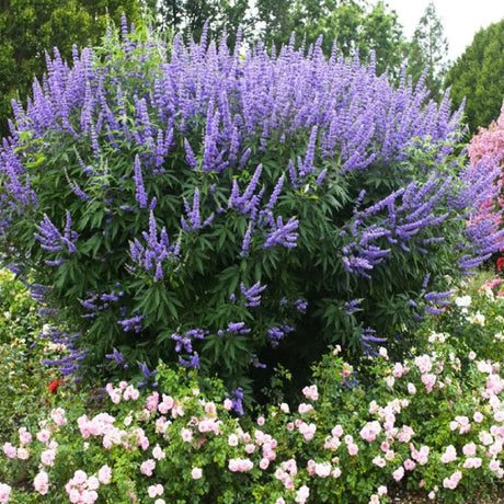 Vitex agnus castus – arbustul cu flori mov si beneficii uimitoare