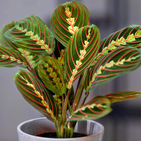 Cum cresti Maranta Leuconeura (Planta care se roaga)?