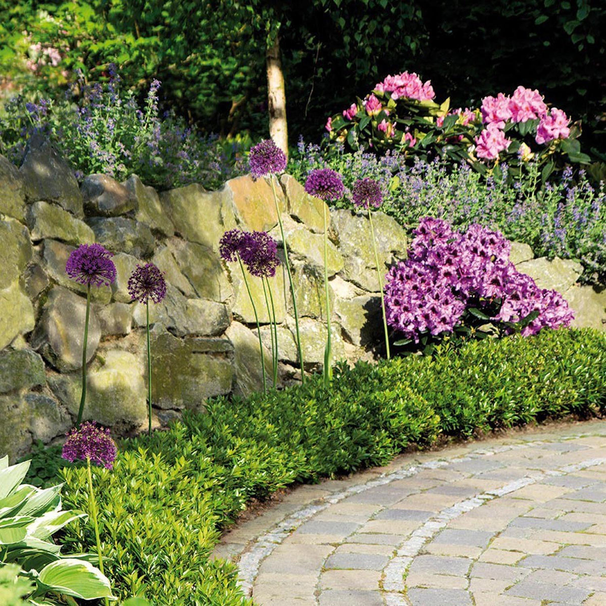 Ce este Rhododendronul – Ghid complet de replantare pentru gradina si ...