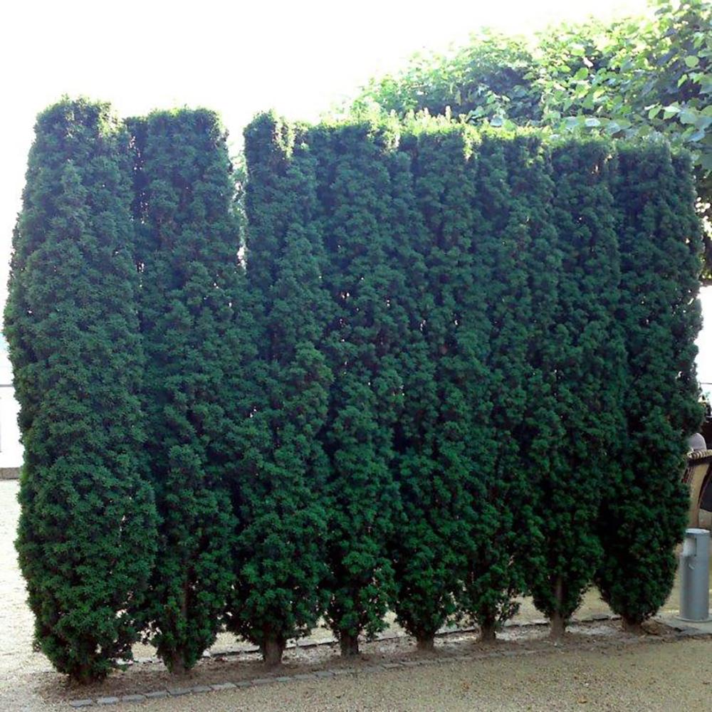 Tisa (Taxus baccata) – Ghid pentru un gard viu elegant