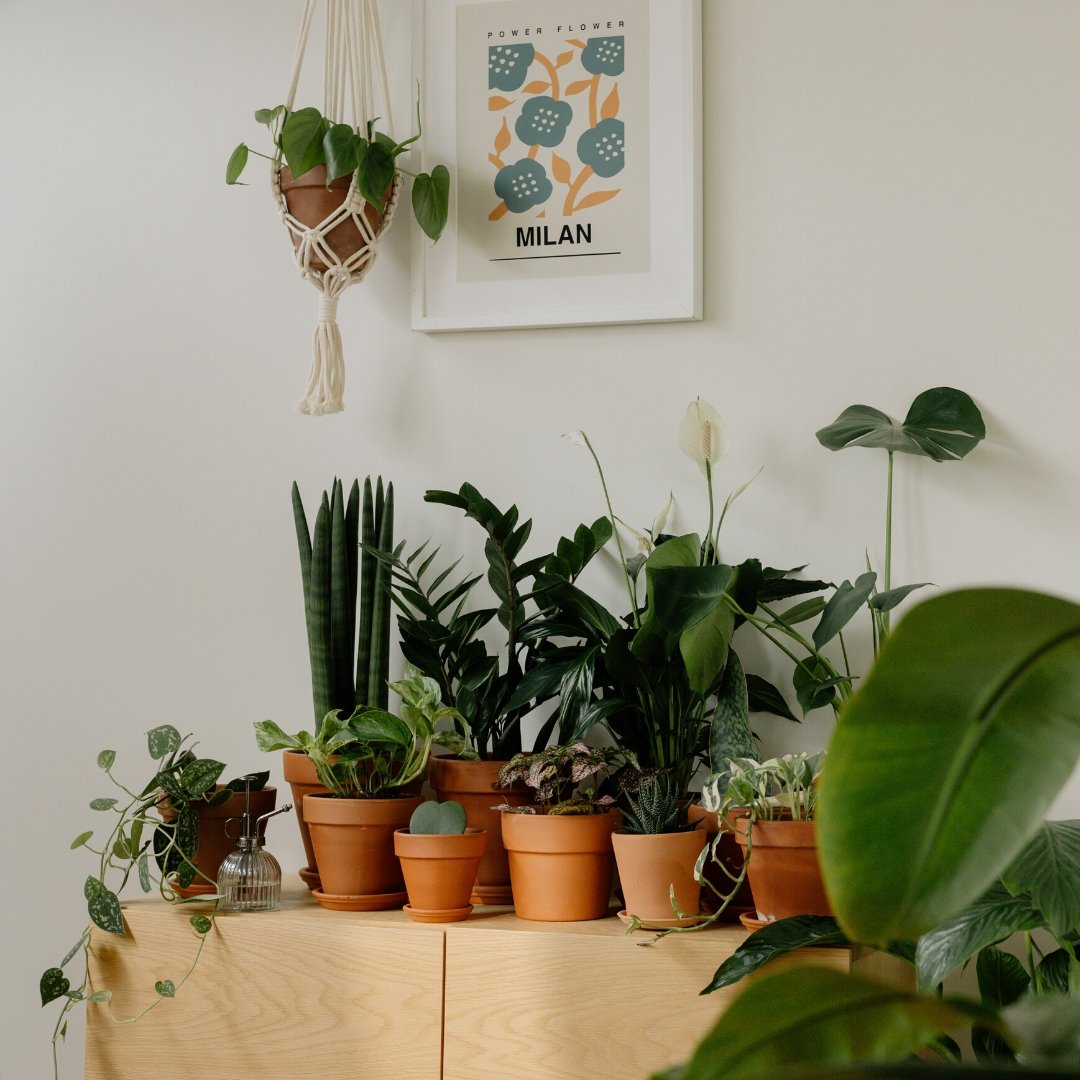 Top 5 plante de apartament de cumparat iarna | Plante de interior - VERDENA