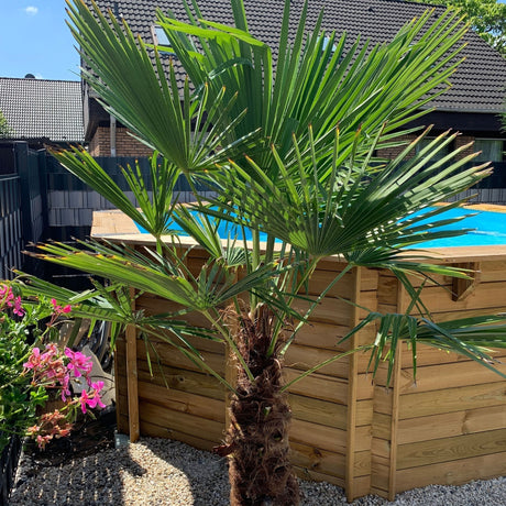 Plante pentru piscina: Amenajeaza gradina perfecta pentru relaxare