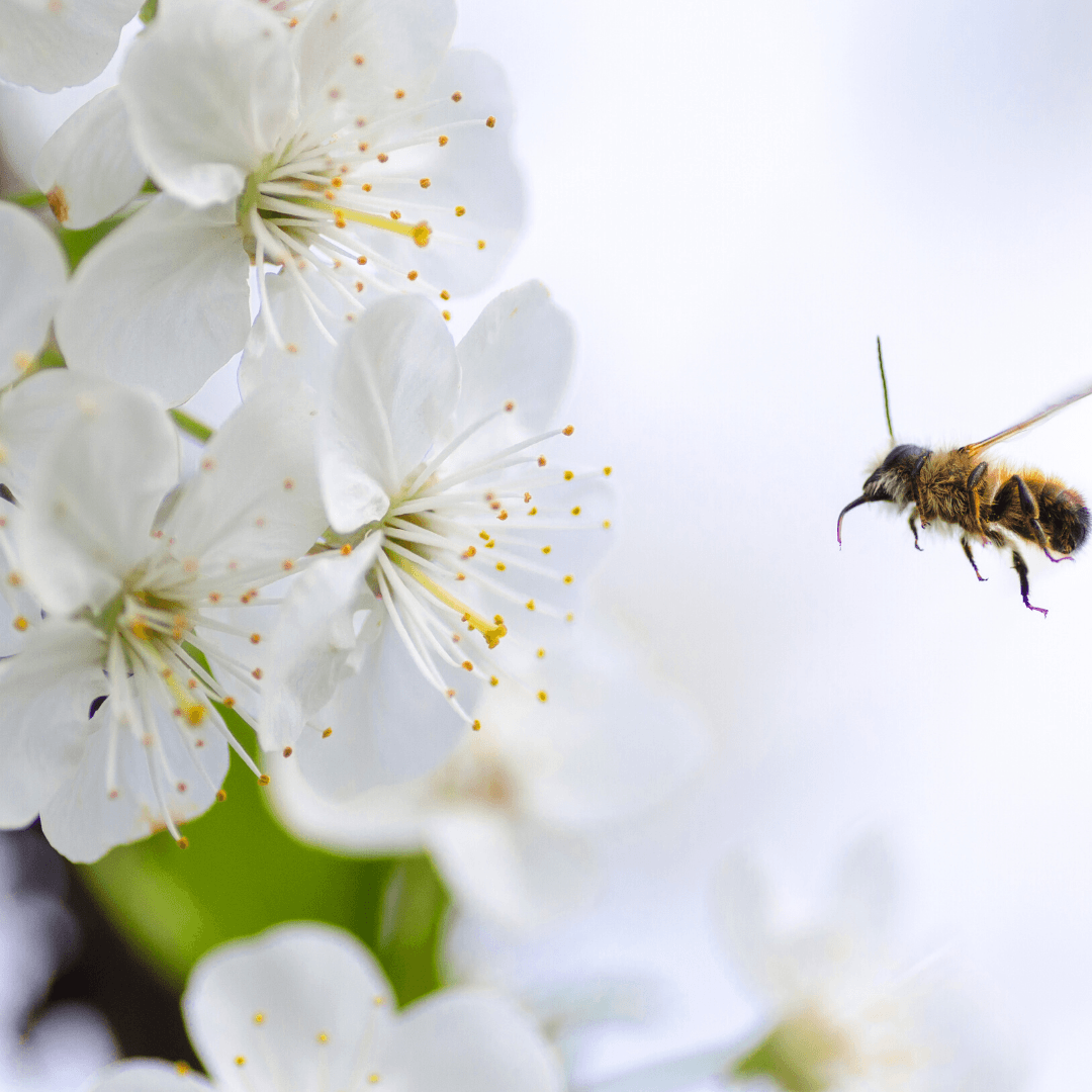 Transforma-ti gradina intr-un mediu prietenos cu albinele - VERDENA