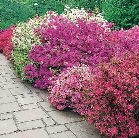 Azalee & Rododendron - VERDENA