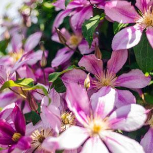 Clematis | VERDENA