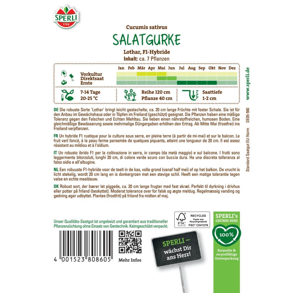 Seminte castraveti salata Lothar