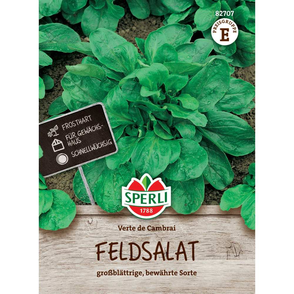 Seminte salata de camp Verte de Cambrai