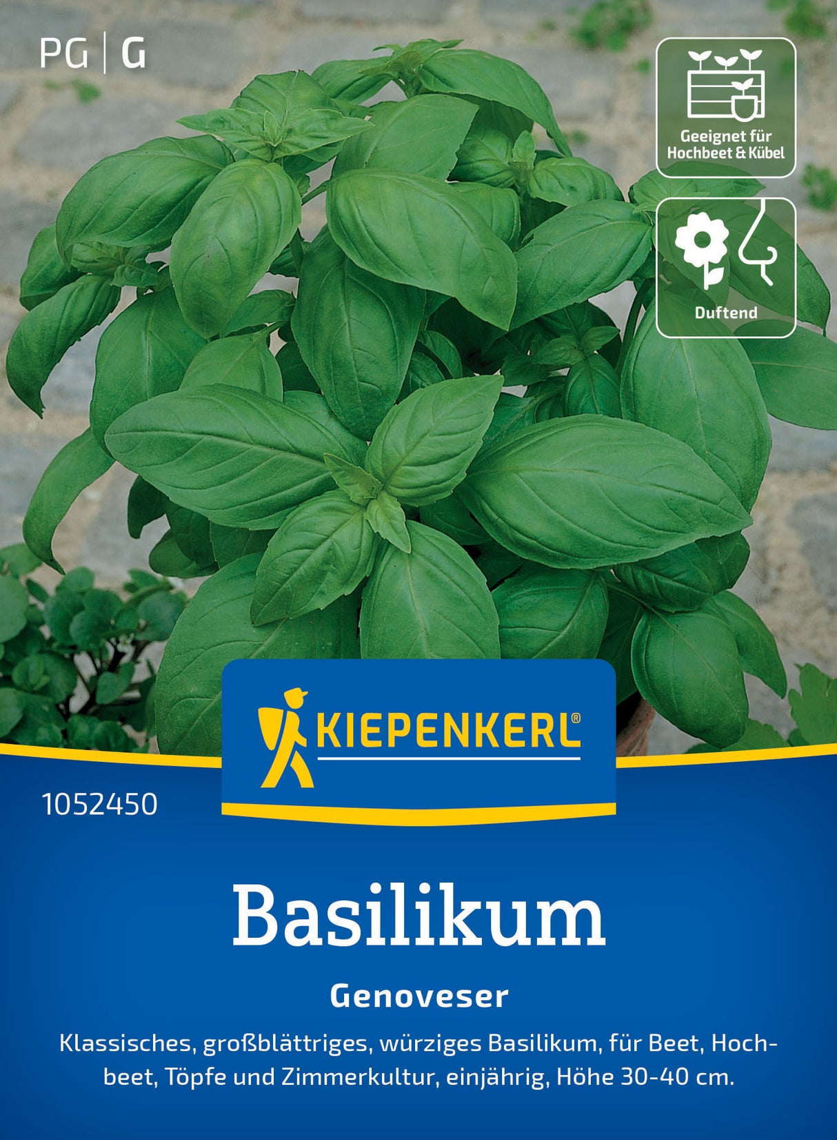 seminte busuioc genovez