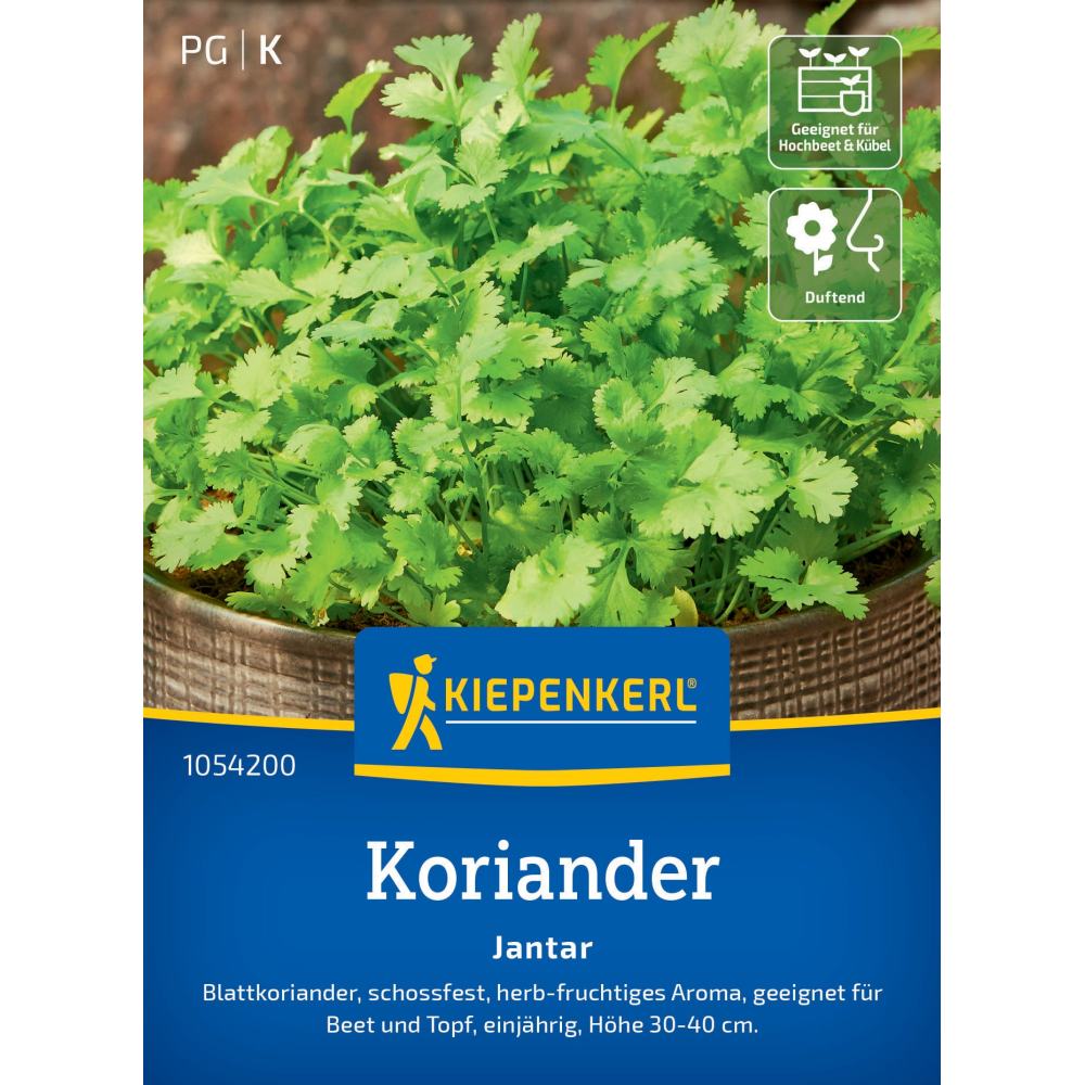 seminte coriandru jantar