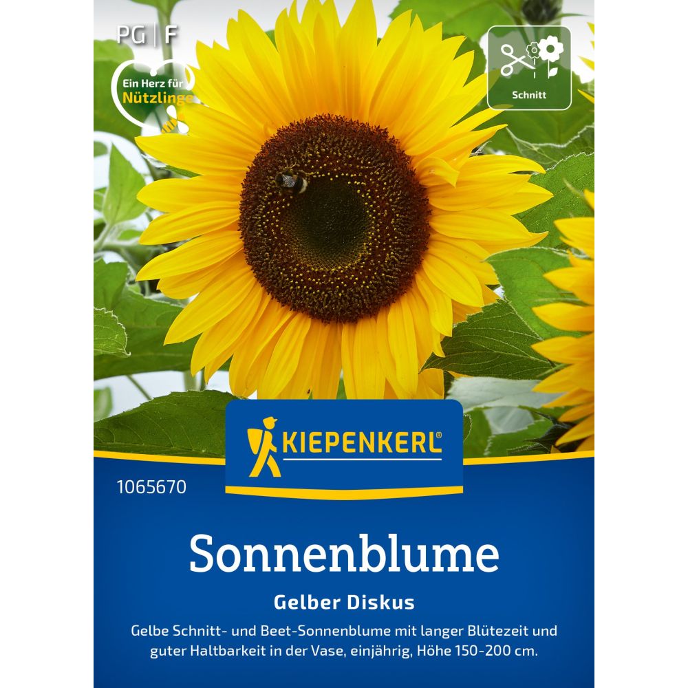 seminte floarea soarelui galben diskus