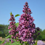 Liliac Nobil Ruhm Von Horstenstein (Syringa), arbust decorativ cu flori rosu-purpuriu parfumate, crestere rapida, iubitor de soare