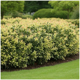 Ilex Fals Japonez Osmanthus heterophyllus Tricolor Goshiki, arbust vesnic verde, frunzis tricolor decorativ, flori cu parfum dulce intens, usor de intretinut