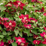 Clematita (Clematis) Elpis, flori rosu-violet cataratoare, inflorire abundenta