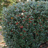 Laur Japonez Ilex Japonez Blue Prince, ilice vesnic verde, frunze verde inchis, fructe rosii iarna, gard viu ideal