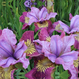 Iris sibirica Miss Apple, flori roz-rasin, crestere rapida, bulb plantat In ghiveci