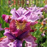 Iris sibirica Miss Apple, flori roz-rasin, crestere rapida, bulb plantat In ghiveci