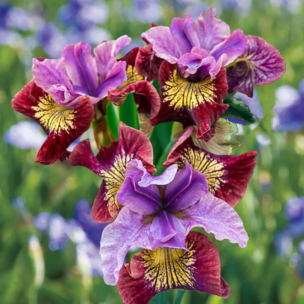Iris sibirica Miss Apple, flori roz-rasin, crestere rapida, bulb plantat In ghiveci