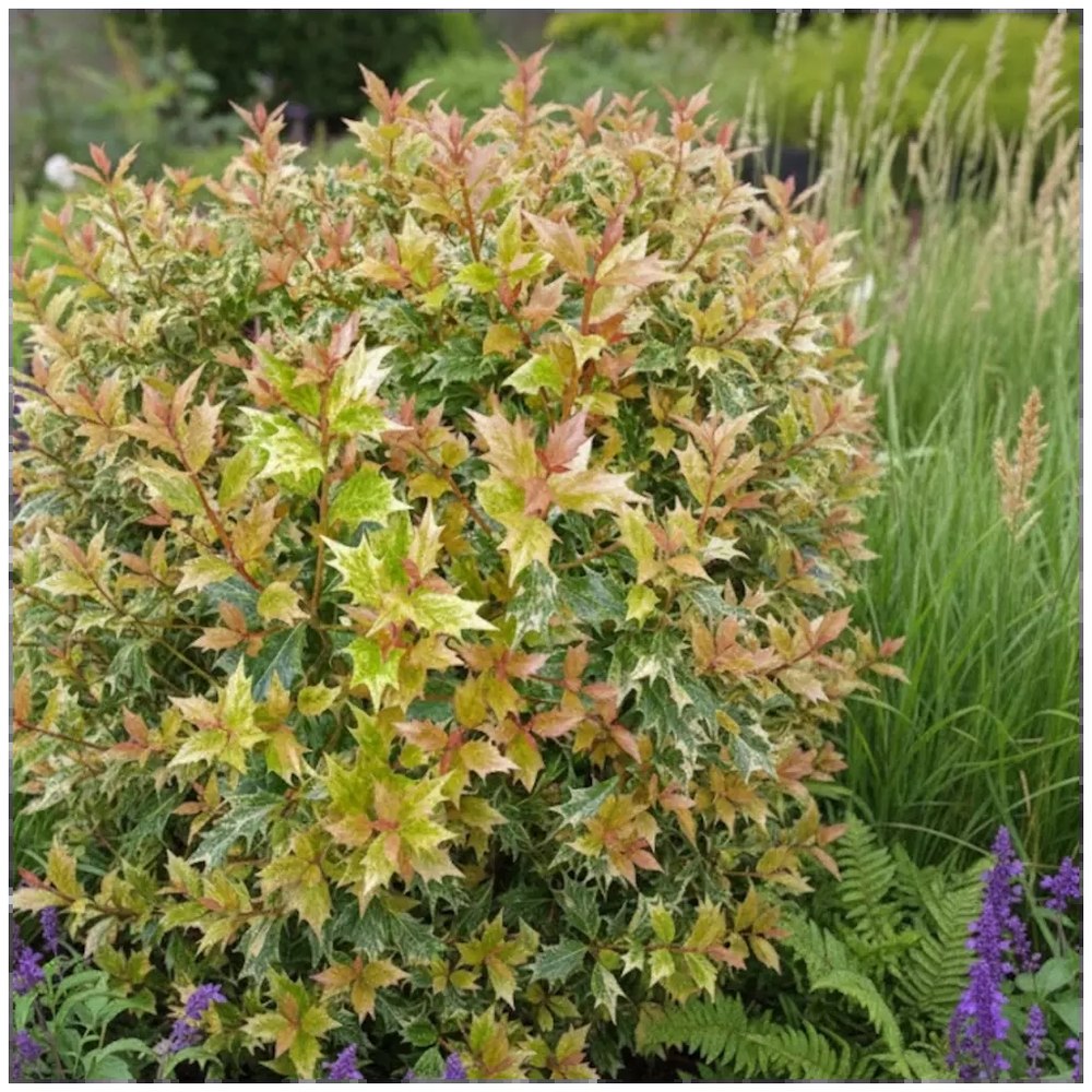 Ilex Fals Japonez Osmanthus heterophyllus Tricolor Goshiki, arbust vesnic verde, frunzis tricolor decorativ, flori cu parfum dulce intens, usor de intretinut