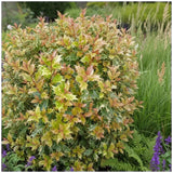 Ilex Fals Japonez Osmanthus heterophyllus Tricolor Goshiki, arbust vesnic verde, frunzis tricolor decorativ, flori cu parfum dulce intens, usor de intretinut