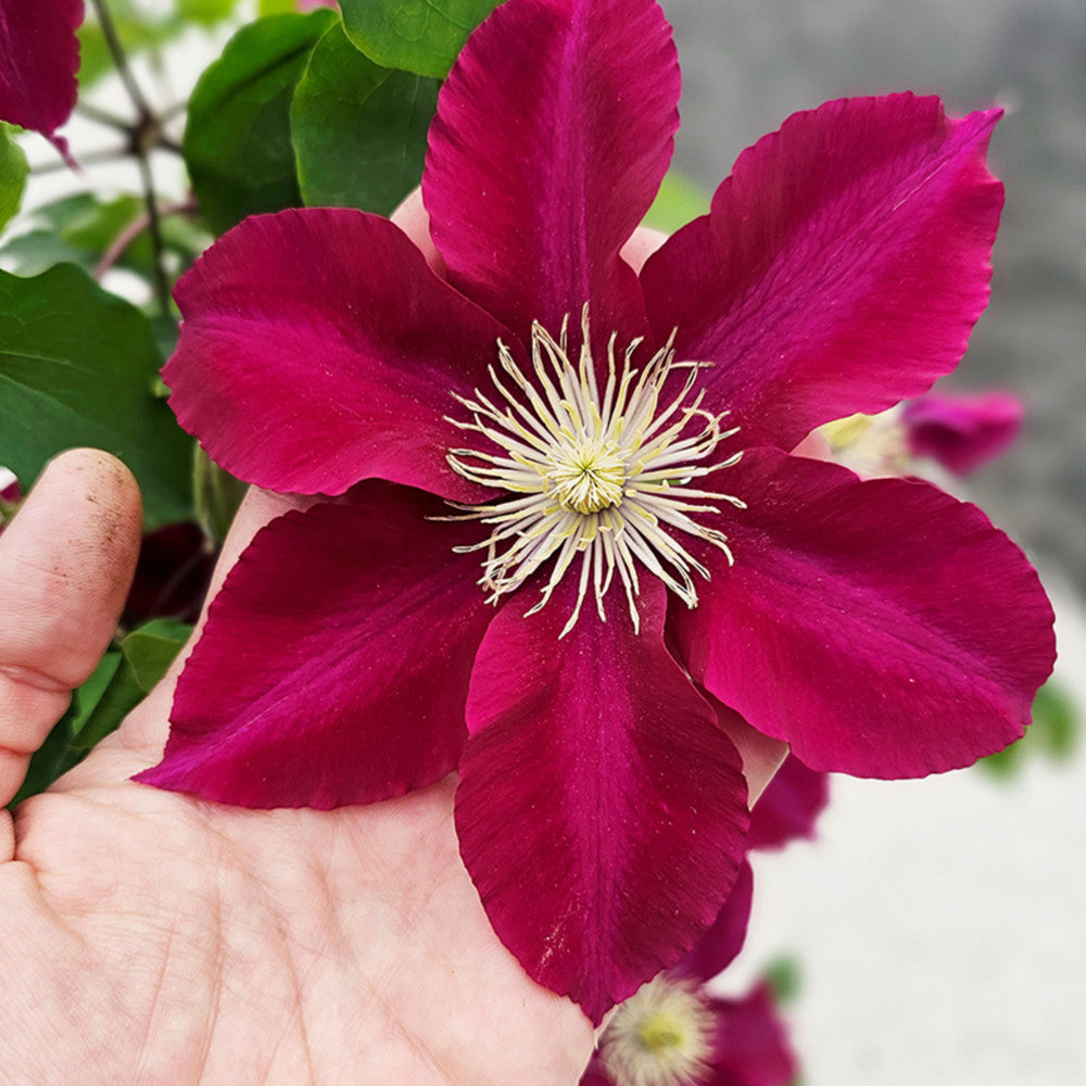 Clematita (Clematis) Elpis, flori rosu-violet cataratoare, inflorire abundenta