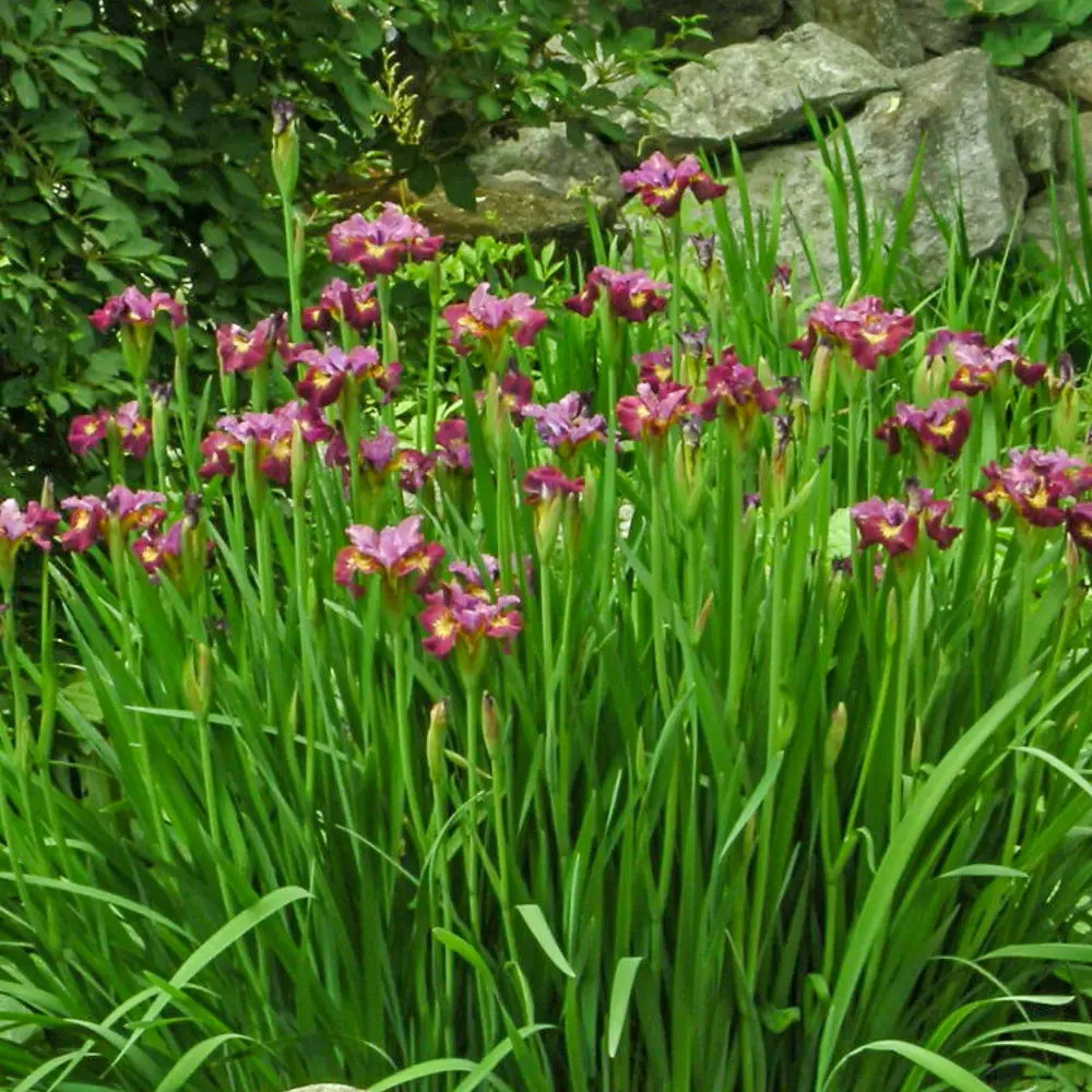 Iris sibirica Miss Apple, flori roz-rasin, crestere rapida, bulb plantat In ghiveci