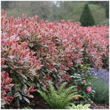 Photinia Pink Marble Louise, frunzis ariegat vesnic verd roz-rosu-crem, gard viu sau planta solitara
