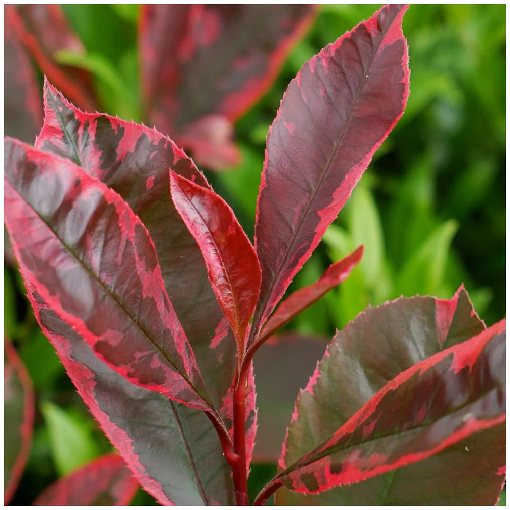Photinia Pink Marble Louise, frunzis ariegat vesnic verd roz-rosu-crem, gard viu sau planta solitara
