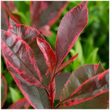 Photinia Pink Marble Louise, frunzis ariegat vesnic verd roz-rosu-crem, gard viu sau planta solitara