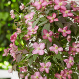 Clematis Montana Fincent, planta cataratoare cu flori roz delicate parfumate, crestere rapida