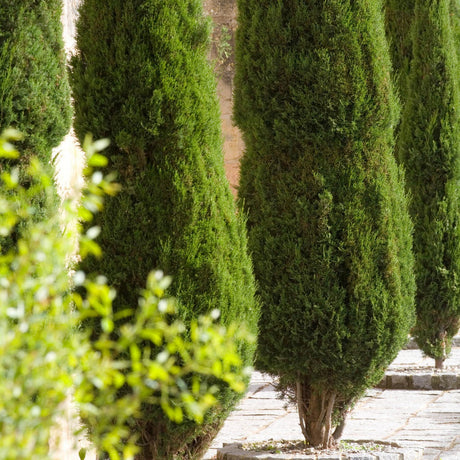 Ienupar Columnar Sentinel, frunzis verde-albastrui, vesnic verde, compact