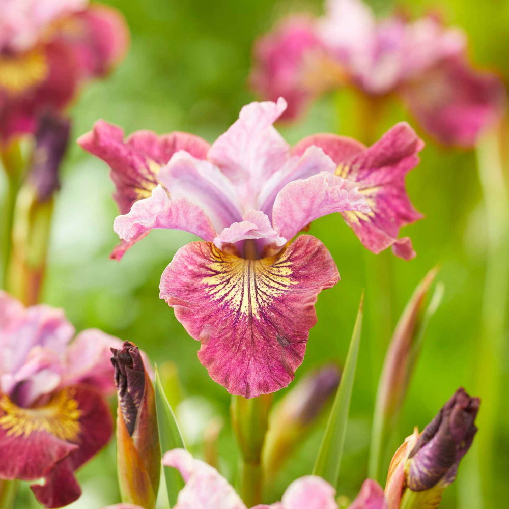 Iris sibirica Miss Apple, flori roz-rasin, crestere rapida, bulb plantat In ghiveci