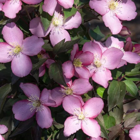 Clematis Montana Fincent, planta cataratoare cu flori roz delicate parfumate, crestere rapida