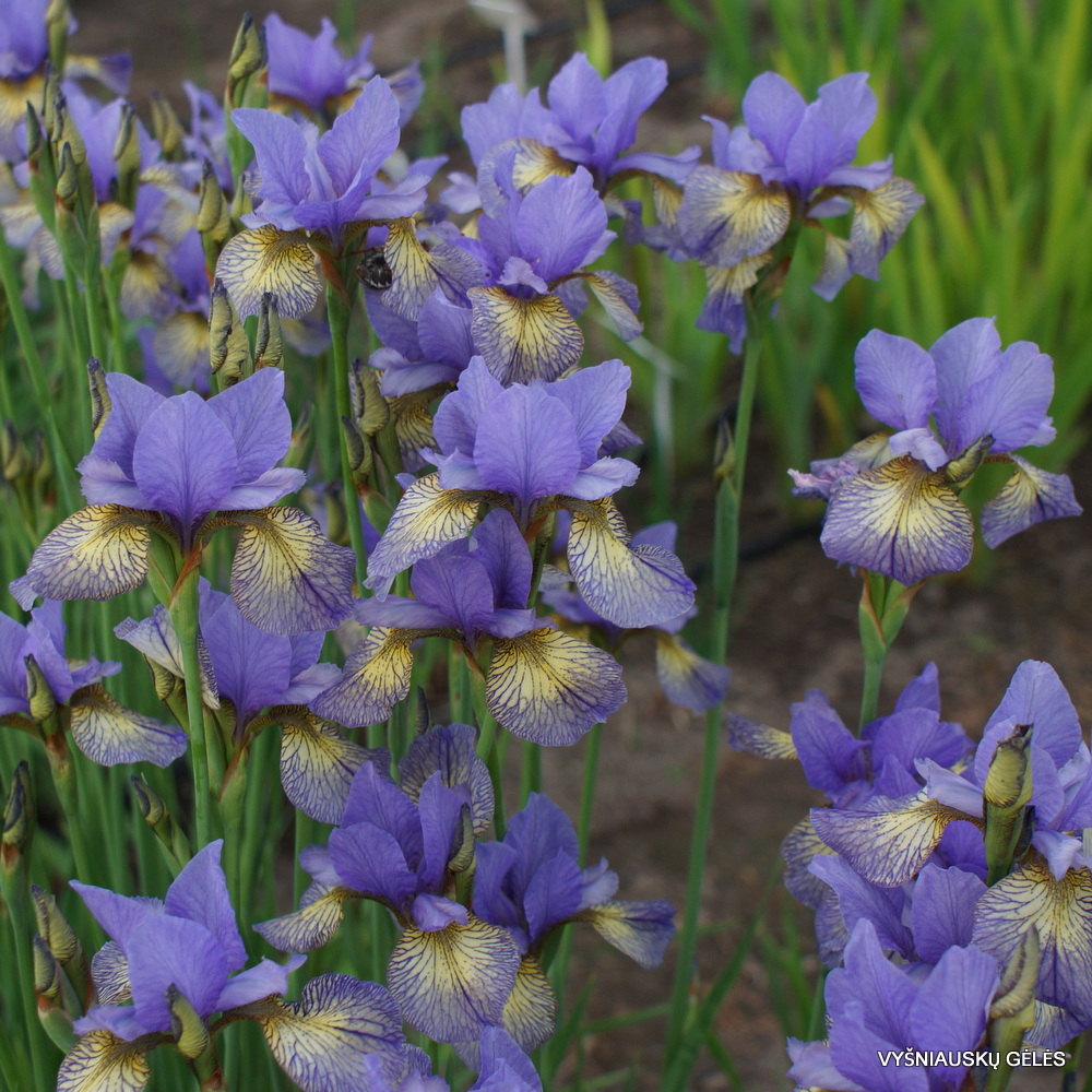 Iris Sibirica Banish Misfortune, flori violet-albastrui, crestere rapida, bulb plantat in ghiveci