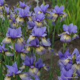 Iris Sibirica Banish Misfortune, flori violet-albastrui, crestere rapida, bulb plantat in ghiveci