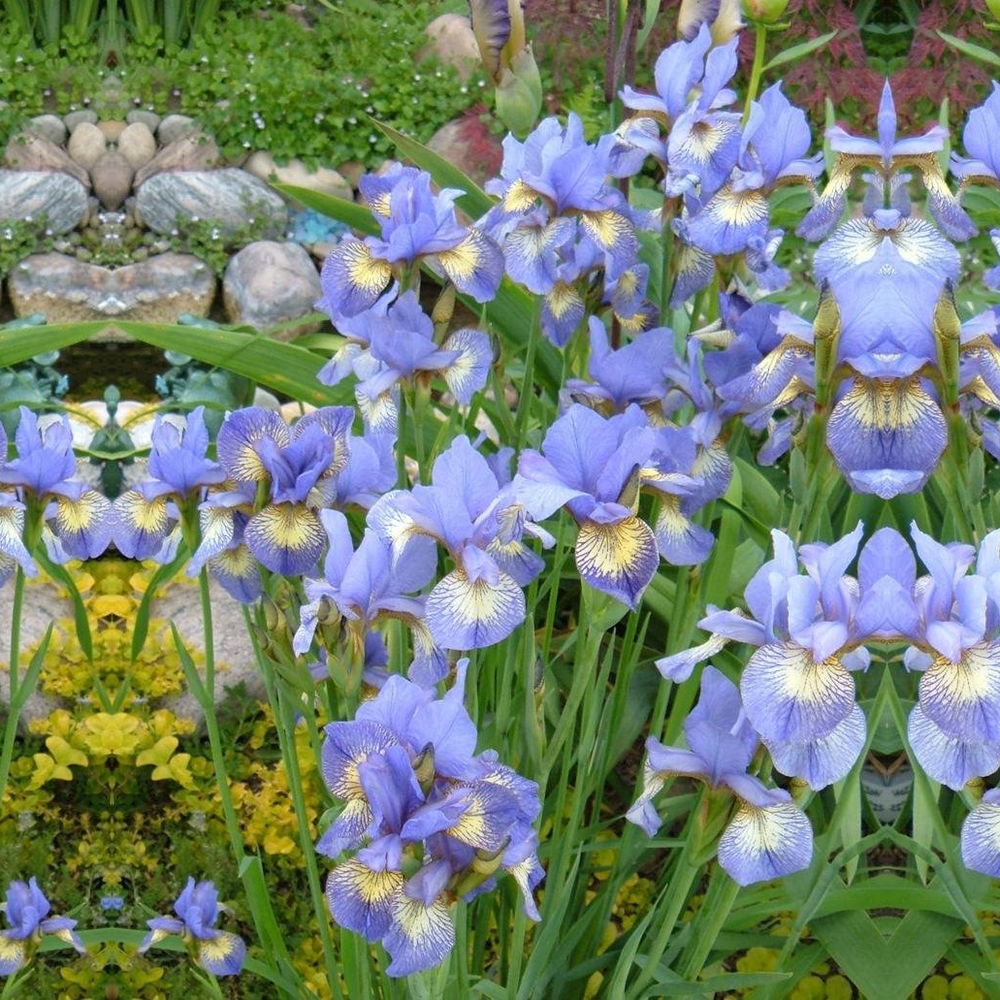 Iris Sibirica Banish Misfortune, flori violet-albastrui, crestere rapida, bulb plantat in ghiveci