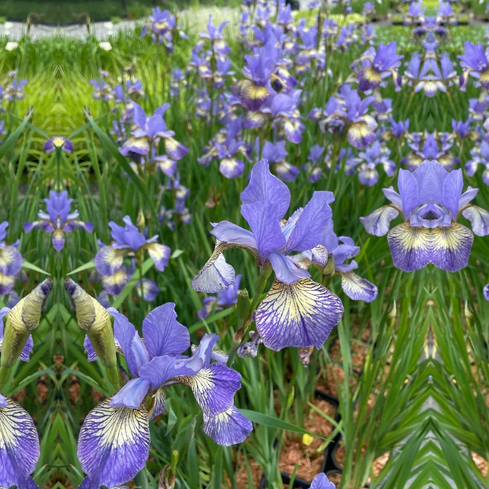 Iris Sibirica Banish Misfortune, flori violet-albastrui, crestere rapida, bulb plantat in ghiveci