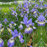 Iris Sibirica Banish Misfortune, flori violet-albastrui, crestere rapida, bulb plantat in ghiveci