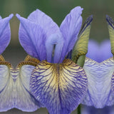 Iris Sibirica Banish Misfortune, flori violet-albastrui, crestere rapida, bulb plantat in ghiveci