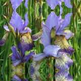 Iris Sibirica Banish Misfortune, flori violet-albastrui, crestere rapida, bulb plantat in ghiveci
