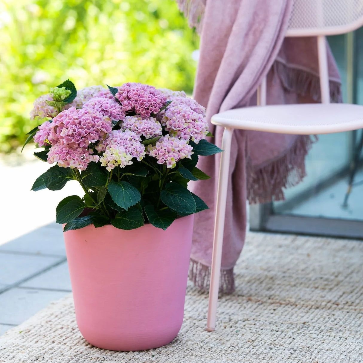 Hortensie macrophylla Magical Evolution Pink, flori mari roz cu nuante schimbatoare