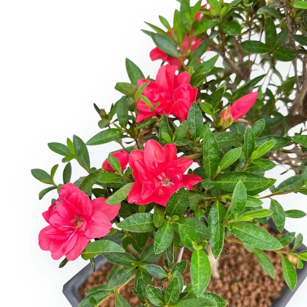 Rhododendron Indicum Bonsai, azalee japoneza bonsai cu flori decorative roz