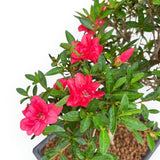 Rhododendron Indicum Bonsai, azalee japoneza bonsai cu flori decorative roz